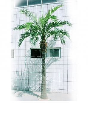 Гигантская финиковая пальма H480