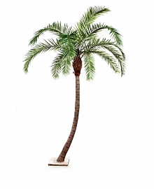Гигантская изогнутая Финиковая пальма H330