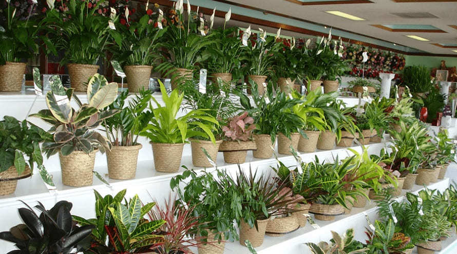 Огромный выбор комнатных растений в интернет магазине