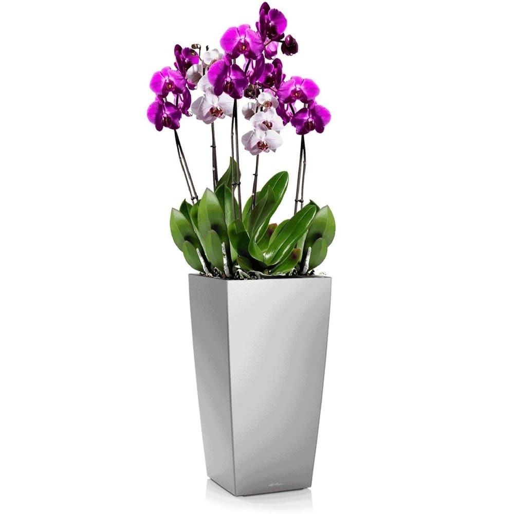 Цветы Орхидеи Купить Интернет Магазин