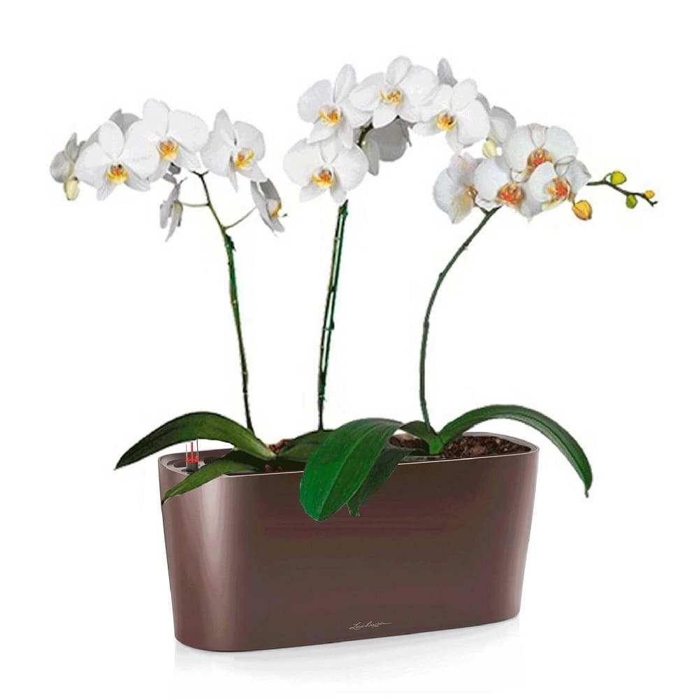 Орхидей купить интернет магазин почтой. Фаленопсис Day Tripper. Орхидея фаленопсис в горшке. Орхидея фаленопсис в кашпо. Кашпо для орхидей Lechuza Delta 20.