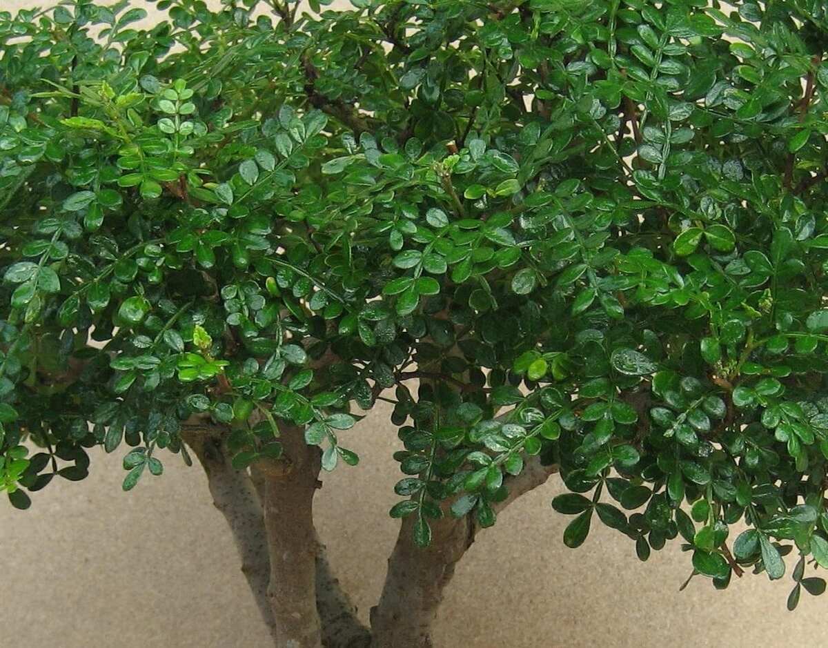 Бонсай перечное дерево фото