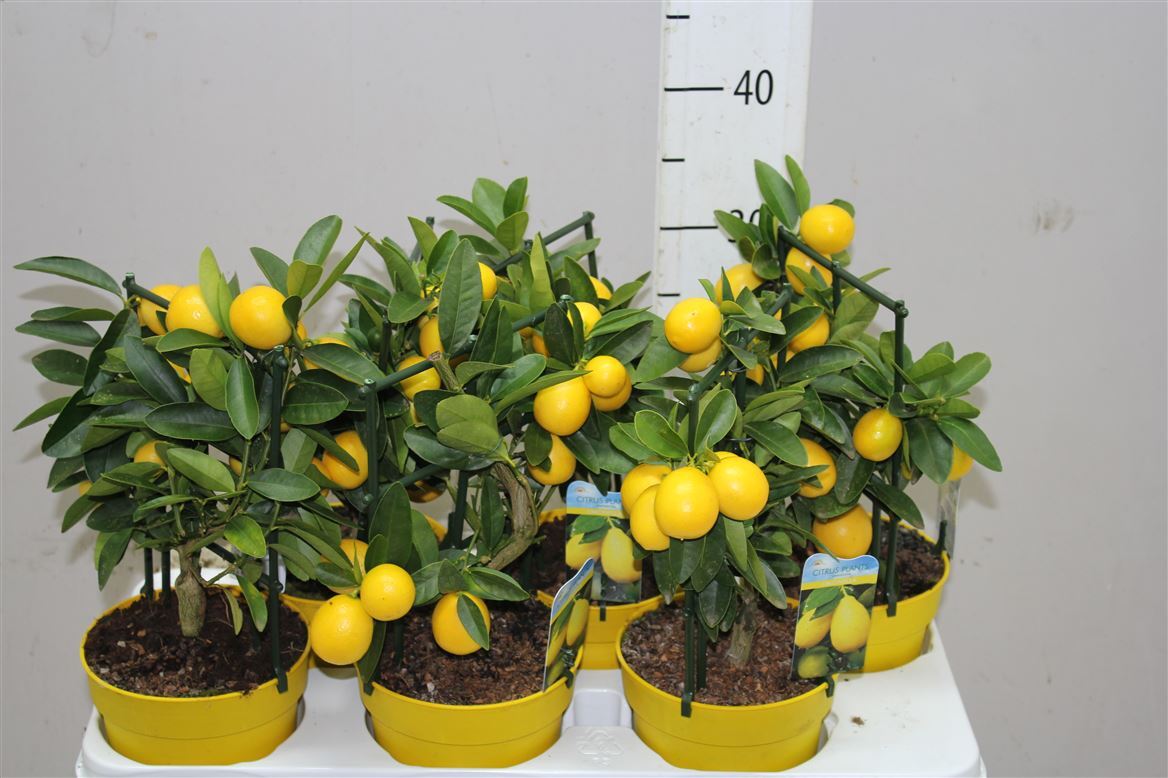 Цитрофортунелла Лимон в магазине Сто Цветов