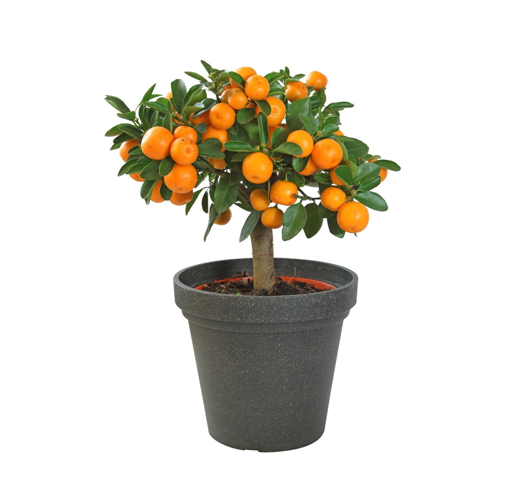 Мандарин банк. Мандариновое дерево в горшке. Citrus Dwarf Dwarf Citrus. Апельсин в горшке. Мини мандарин дерево.