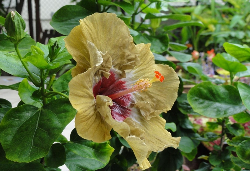 Цветок Гибискус