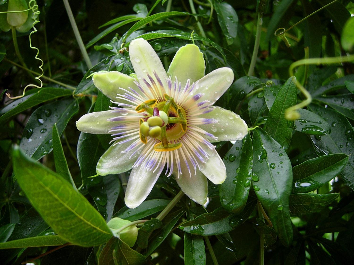 Цветок Пассифлора фото