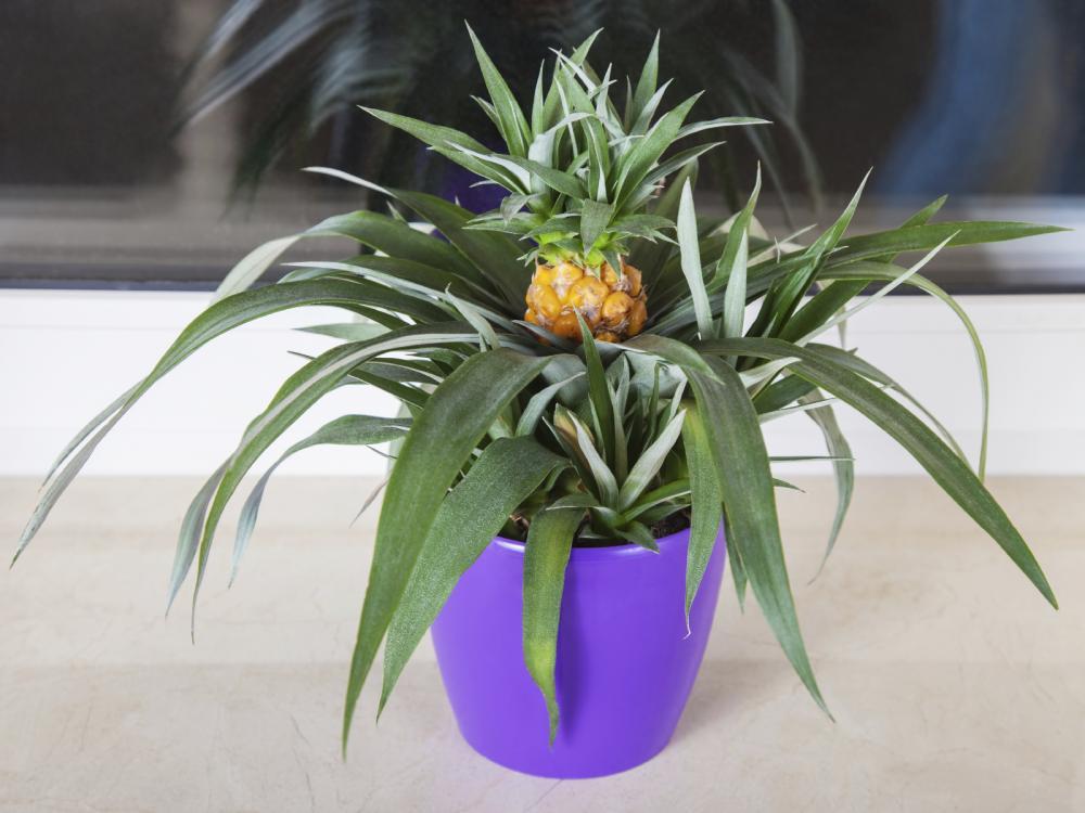 Уход за комнатным растением ананас