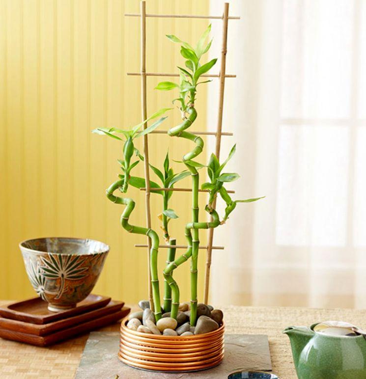 Бамбук в домашних условиях фото
