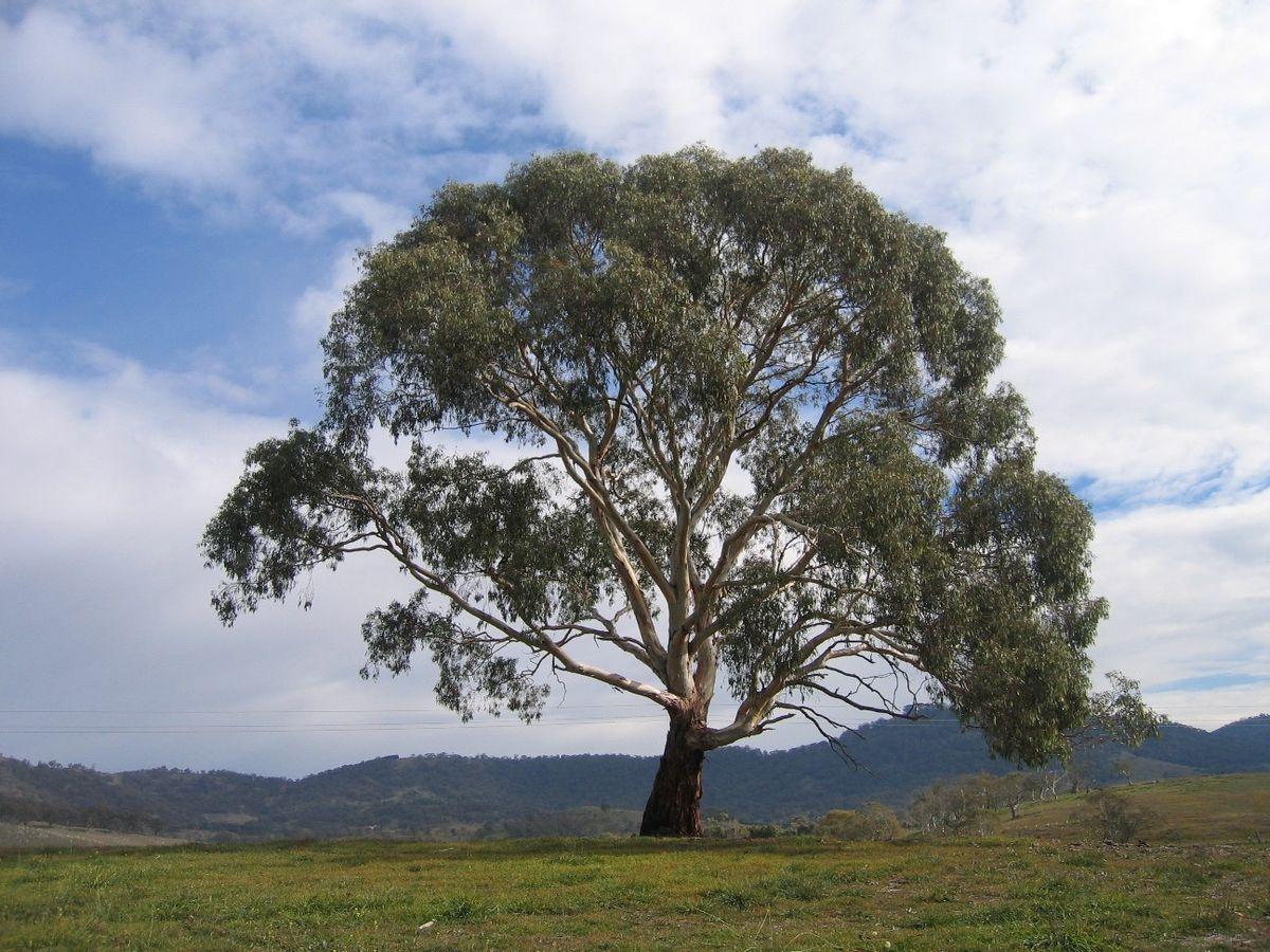 Деревья Австралии эвкалипт
