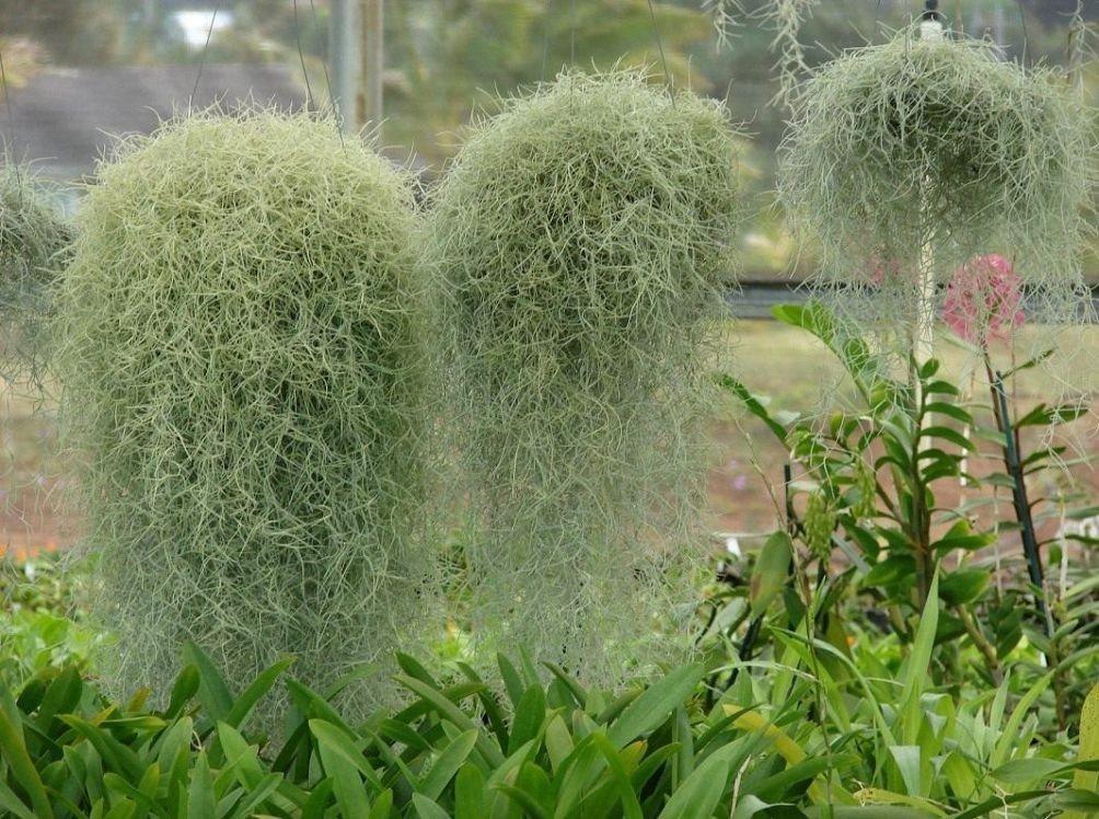 Растение Тилландсия уснеевидная фото