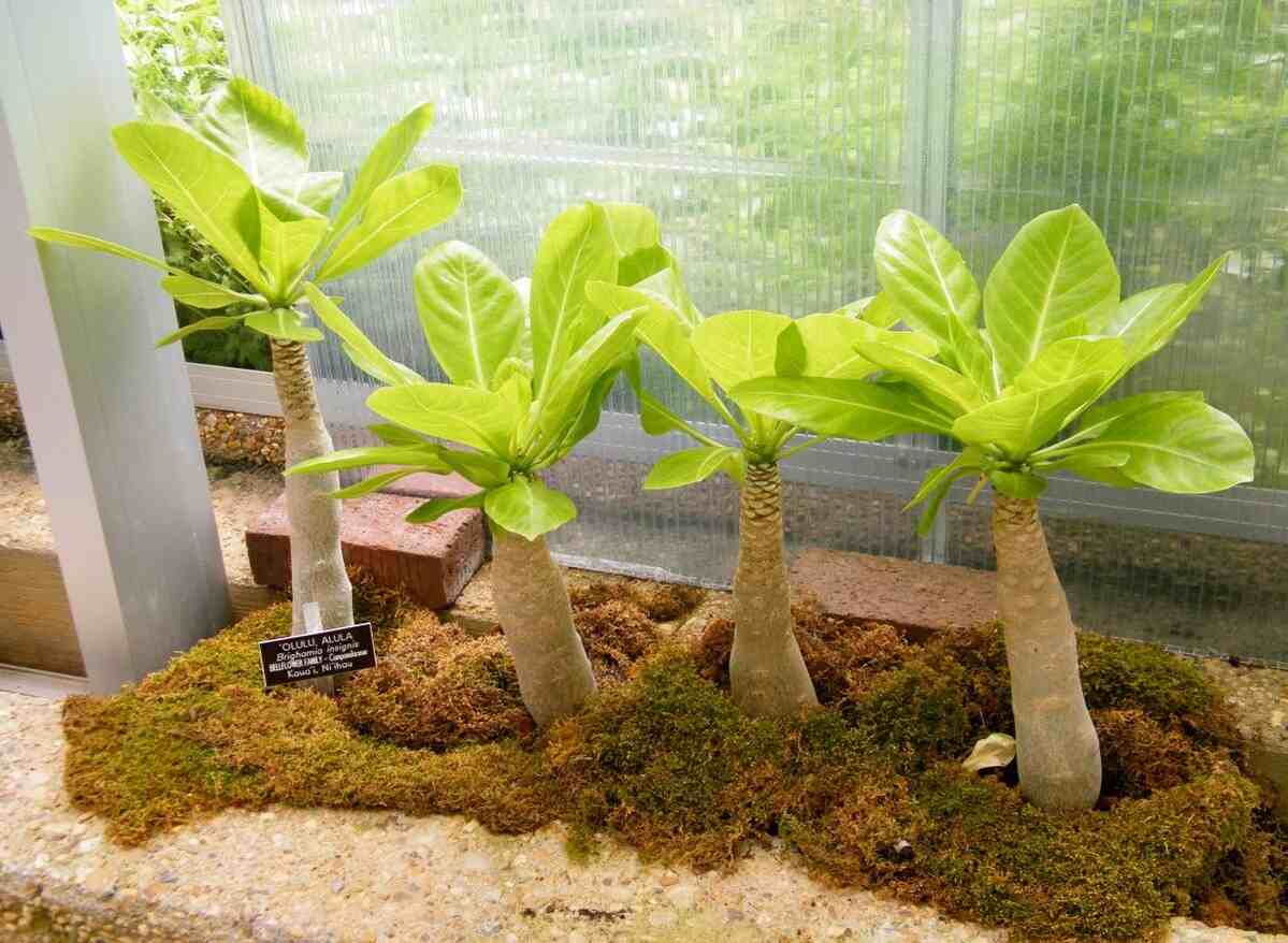 Бригамия фото растения