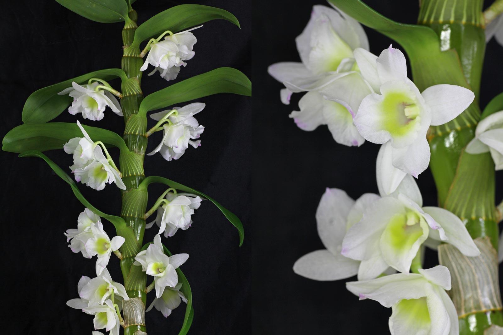 Виды орхидей фото и названия виды орхидей фото и названия