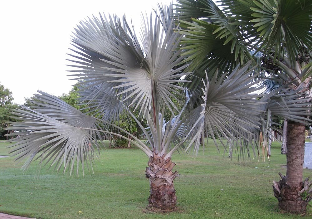 Родом пальма Бисмаркия благородная из равнин острова Мадагаскар. 