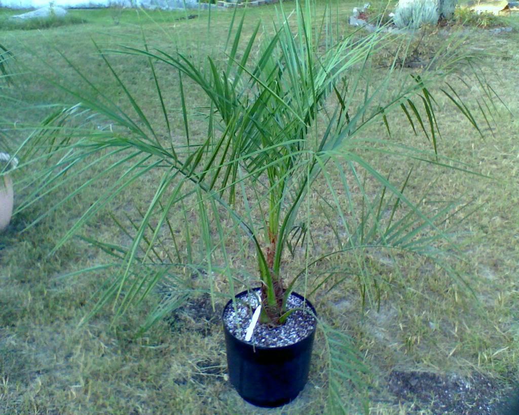 Комнатная пальма Бутия 