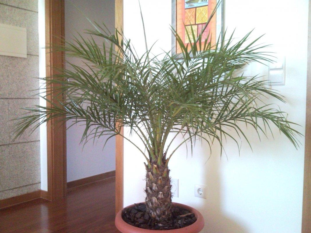 Финиковая пальма уход в домашних условиях