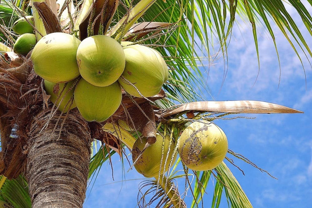 Растение кокосовая пальма в природе