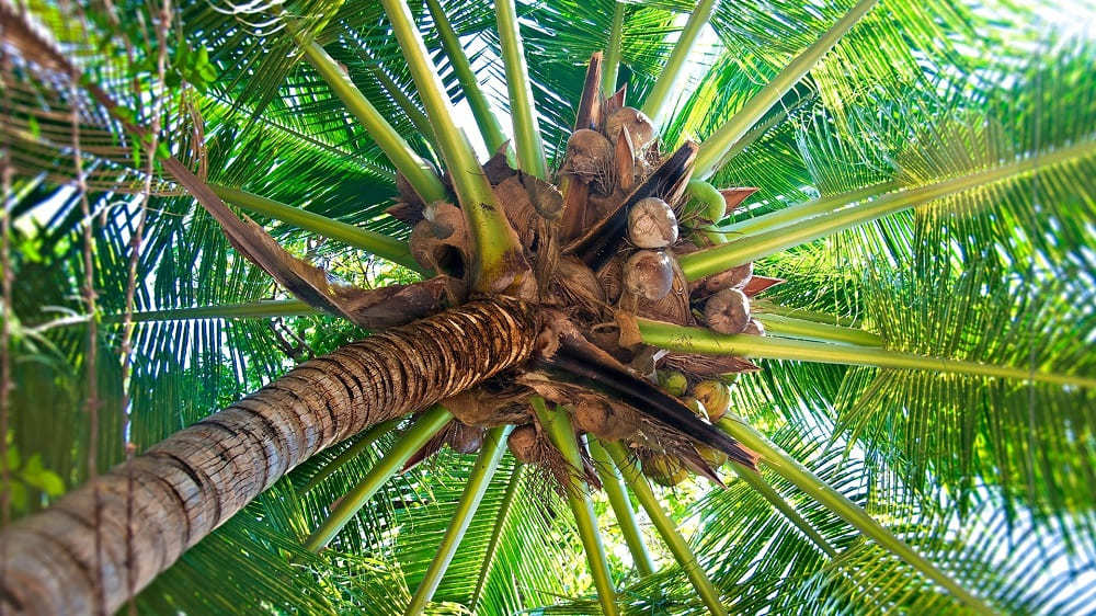 Кокосовая пальма дерево с плодами