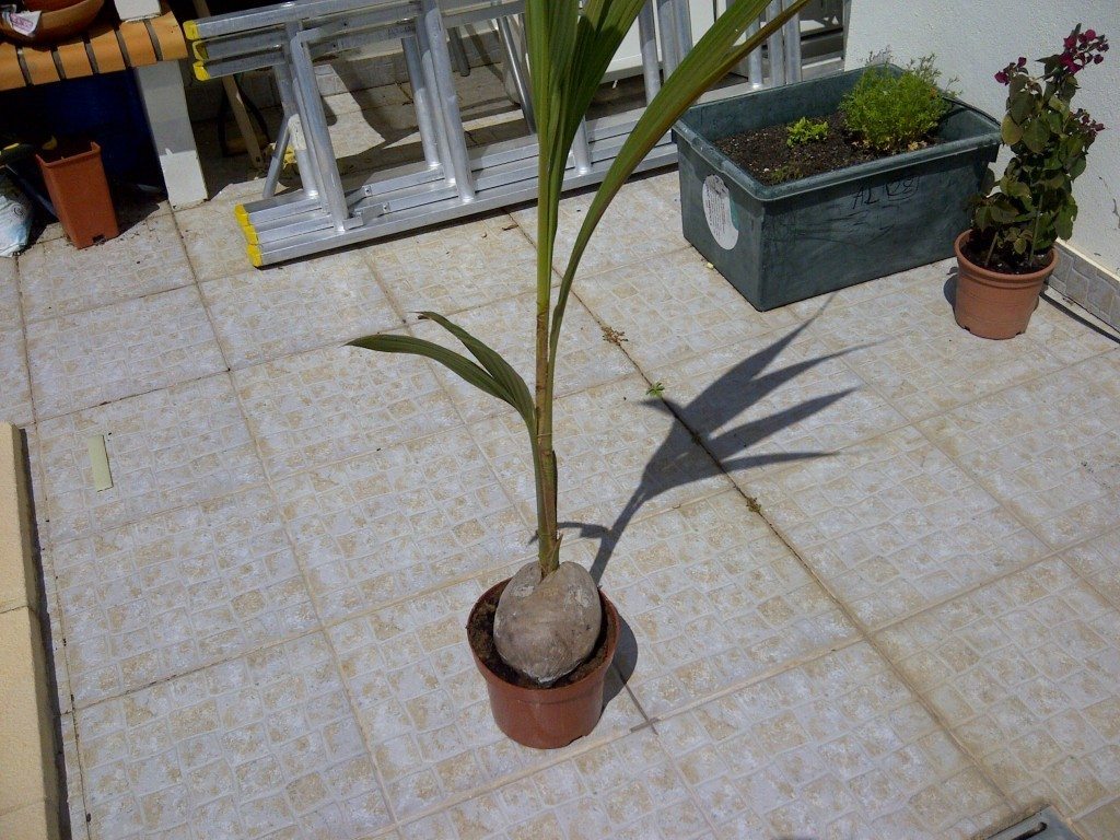 Размножение кокосовой пальмы