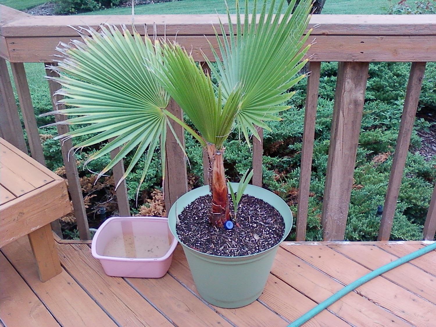 Домашняя пальма Вашингтония легко и быстро выращивается. 