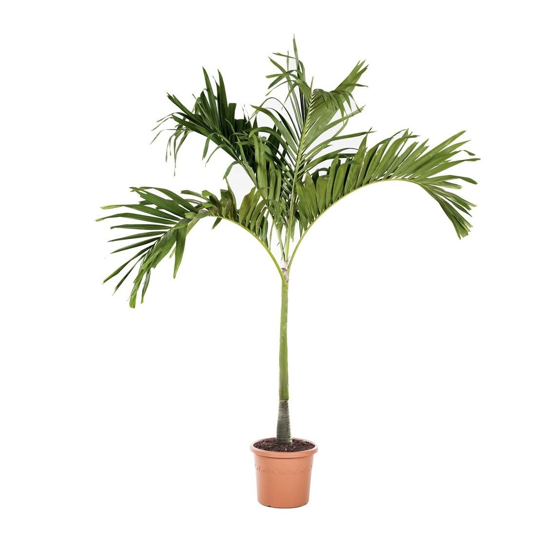 Цветок пальма домашняя фото и названия