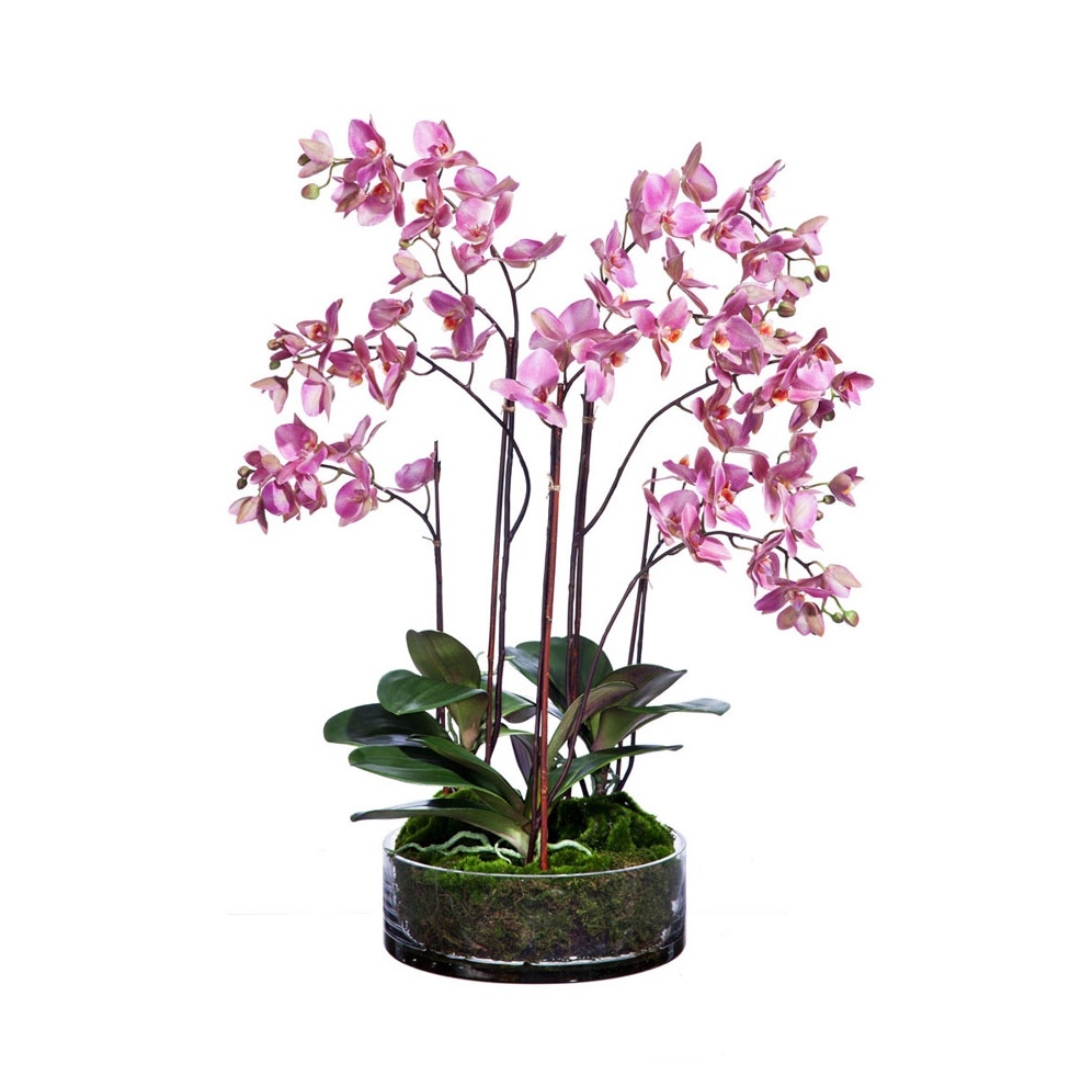 Купить орхидею в сочи. Charming Crystal Water Орхидея. Орхидея фаленопсис в стекле. Фаленопсис в магазине. Высокий горшок для орхидеи.