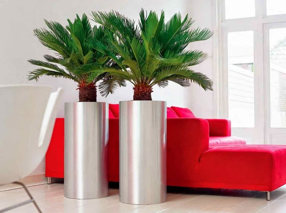 Искусственные пальмы в квартире