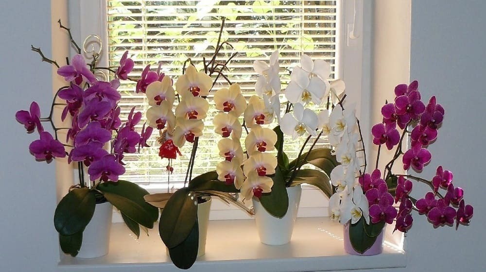 Виды комнатных орхидей: подвесные, в горшке
