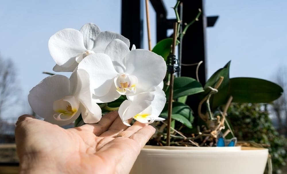 Правильный уход за орхидеями способствует регулярному цветению
