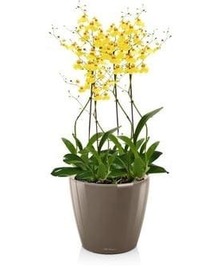 Орхидея Онцидиум + CLASSICO LS (H-55)