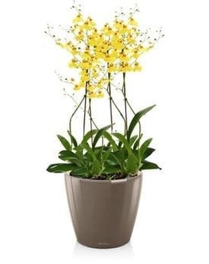 Орхидея Онцидиум в кашпо CLASSICO LS