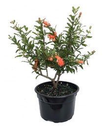 Гранатовое дерево (Punica granatum) D14 H35