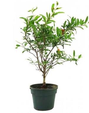 Гранатовое дерево (Punica granatum) D15 H50