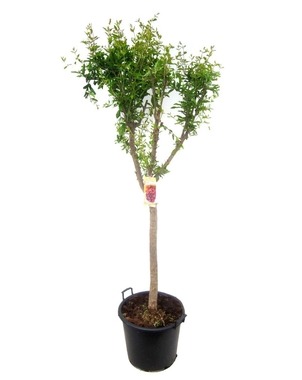 Гранатовое дерево (Punica granatum) D21 H110