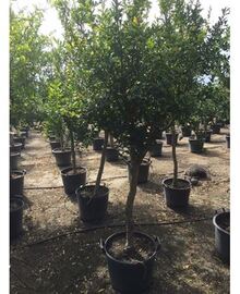 Гранатовое дерево (Punica granatum) D45 H200