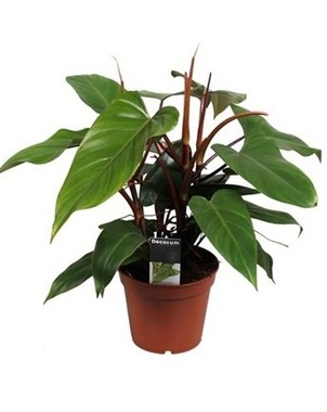 Филодендрон (Philodendron) Ред Эмеральд D17 H60