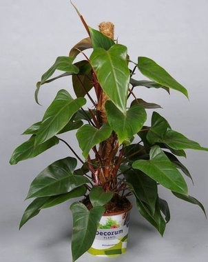Филодендрон (Philodendron) Ред Эмеральд D23 H90