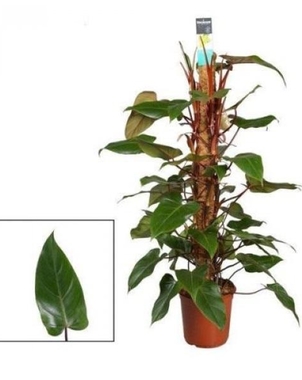 Филодендрон (Philodendron) Ред Эмеральд D25 H120