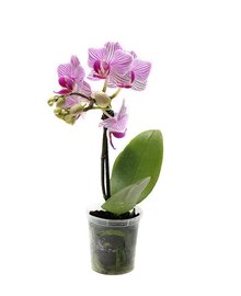 Фаленопсис мини Полосатый 1st (Phalaenopsis) D9 H30