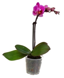 Фаленопсис мини Фиолет 1st (Phalaenopsis) D9 H30