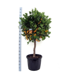Дерево каламондин (Цитрофортунелла) D55 H190