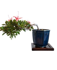 Азалия бонсай каскад (Rhododendron) D21 H30