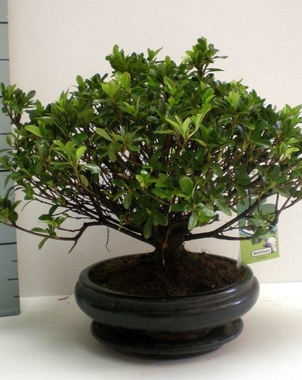 Азалия бонсай (Rhododendron) D21 H30