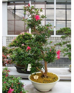 Азалия бонсай (Rhododendron) D30 H70