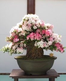 Азалия бонсай (Rhododendron) D25 H45