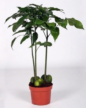 Купить Кастаноспермум комнатное растение в СПб в интернет – магазине