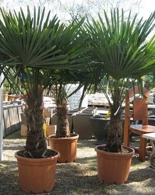 Пальма Трахикарпус (Trachycarpus) D70 H370
