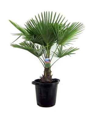 Пальма Трахикарпус (Trachycarpus) D19 H60