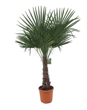Пальма Трахикарпус (Trachycarpus) D35 H180