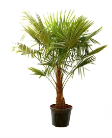 Пальма Трахикарпус (Trachycarpus) D30 H150