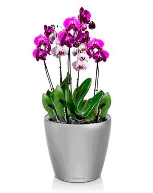 Орхидея Фаленопсис в кашпо CLASSICO LS